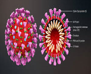 Coronavirus: qui est le plus à risque, que pouvons-nous faire et verrons-nous bientôt un vaccin?